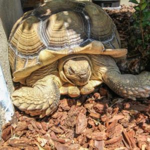 Mesaview Senior Assisted Living - tortoise.jpg