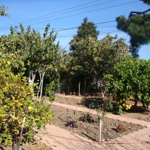 Concordia Guest Home I 5 - fruit trees.JPG