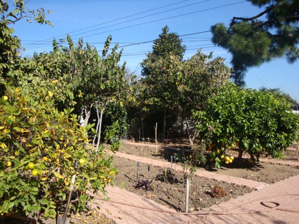 Concordia Guest Home I 5 - fruit trees.JPG