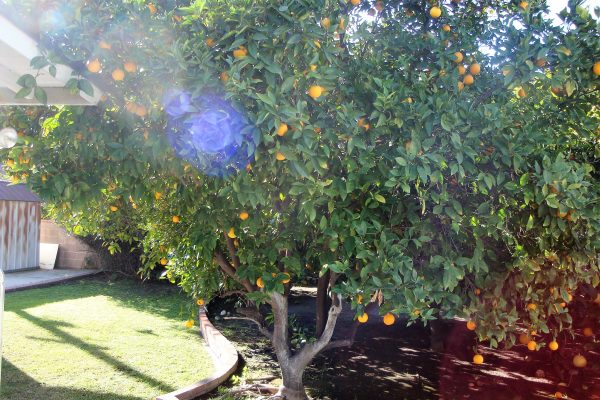 JC Cottages - Hollydale orange tree.JPG