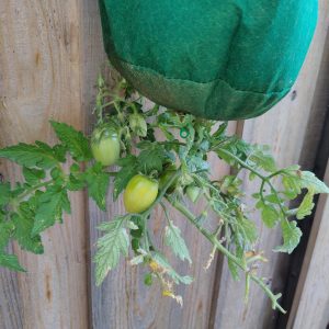 My New Home - Lodi Gardens tomato garden.jpg