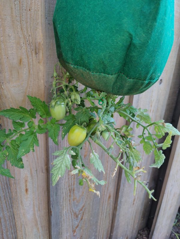My New Home - Lodi Gardens tomato garden.jpg