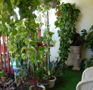 casa-del-cielo-6---garden.jpg