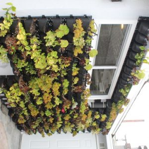 boutique-care-senior-living-10-plants.jpg