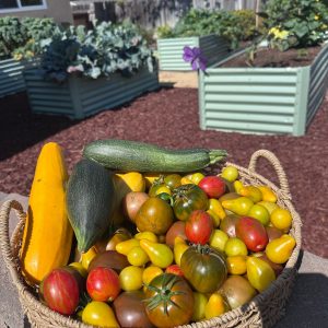 wholesome-haven-senior-living-garden-harvest.jpg