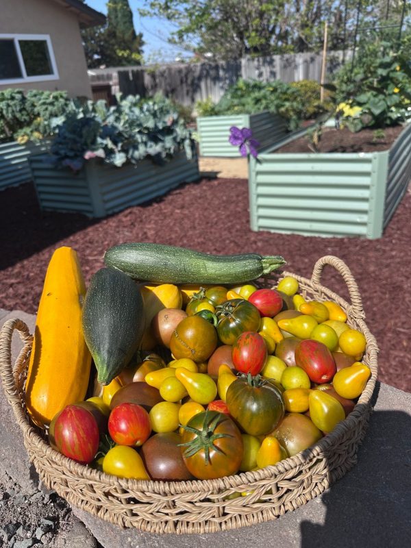 wholesome-haven-senior-living-garden-harvest.jpg